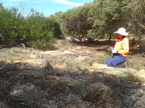 Figure 6. Spinifex being transplanted into a section of dune at 2-4-plants per m2. (Photo: Ecohort) 
